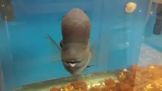 Fishlaw1