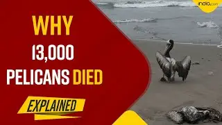 Bird Flu Outbreak: At Least 13,000 Pelicans Have Died, Authorities Warn Of Deadly Outbreak On Flu