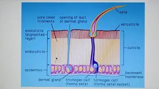 Lecture 5: Insect integument & Moulting.