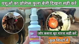 Use Veterinary ProlapsGo Spray | Cattle Prolapse problem solve | गाय भैंस का प्रोलेप्स बेली सही करें