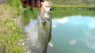 Large Mouth Bass keeper