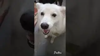 dog lover funny comedy videos 😂📸🤣