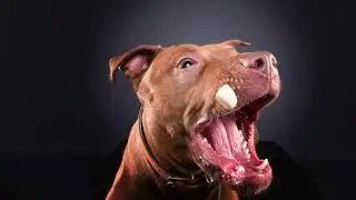 Hund Leckerli Shooting - Dog catching treats - Hundefotograf - Dog Photography
