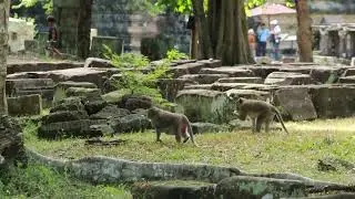 monkey violet and Tamasaki monkey in alexander
