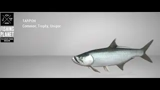 Fishing Planet - Blue Crab Island - Trophy - Tarpon - Spin
