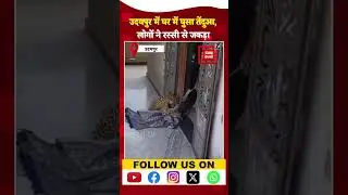 Udaipur Leopard: Rajasthan में घर में घुसा तेंदुआ, लोगों ने रस्सी से ऐसे पकड़ा | Forest Department