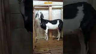 kelebihan dan kekurangan kandang semi umbaran