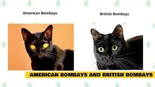 Bombay Cats Fun and Surprising Facts😻