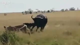 OMG 😭 Mother Buffalo and the greatest Sacrifice to protect her children 😥