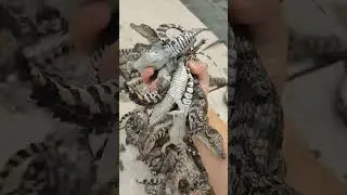 How crocodiles are raised on farms #shorts #crocodiles