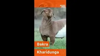 Bakra Eid Full Screen Whatsapp Status.EID-UL-AZHA.2018
