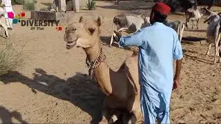 Camel man feeling better with here camel || Camel popular animal of desert || Camel beauty of thar