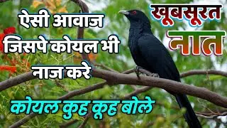 नात ऐसी जिसपे कोयल भी नाज करे | कोयल कूह कूह बोले | Har Dil Ye Pukare Nabi Nabi