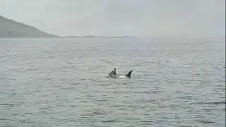 Rissos dolphin off Baltimore in West Cork - Ireland
