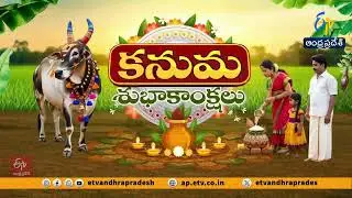 Kanuma Festival Celebrations | Gopuja Highlights | Live from Pedavadlapudi