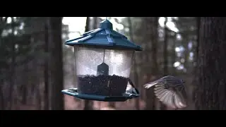 Backyard Birds (Z Cam E2 M4 test footage)