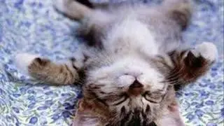 Chat marrant