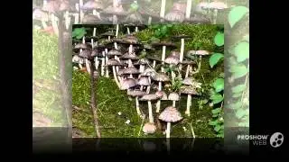 Coprinoid - fungi kingdom