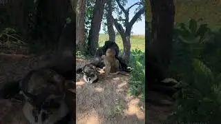 Can not stop laugh ...Dollar 's family is the best family in the world ...so cute and so funny !