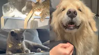 Sunbathing cats, chaos cat & a chill golden retriever 