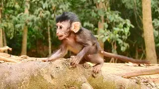 Sweet look, so attractive behaviors, Bailee playing around mom, winsome monkey baby Bailee behaves