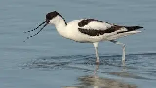 Avoceta (Recurvirostra avosetta), Documenal de las avocetas, Avocetas Curiosidades