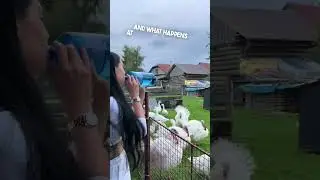 This girl can talk to animals 😂