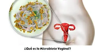 ¿Qué es la Microbiota vaginal?