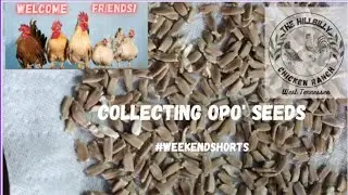 Collecting Opo' Seeds (For 1K Giveaway)  Details in Description #oposeeds #weekendshorts #shorts