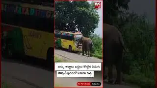 Elephant in Manyam District ||బస్సు అద్దాలు బద్దలు కొట్టిన ఏనుగు.. || BIG TV LIVE