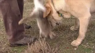 Otago Rabbit Control