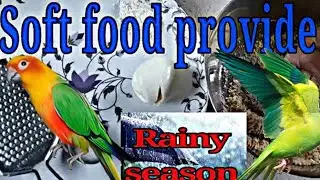 Best breeding season birds || and rain day ￼best soft food provide 🦜❤️ @RanaghatDas ￼