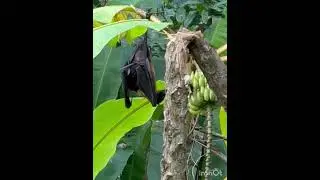 Hunger wins over the day time nap #animalshorts #animals #animals #mammals#batlife