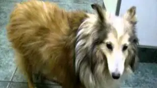Sienna Zen-Cat and Rio Visit the Vet 9 2011.AVI