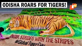 Odisha Marks International Tiger Day With Giant Sand Art Featuring 51 Tigers | OTV News English |OTV
