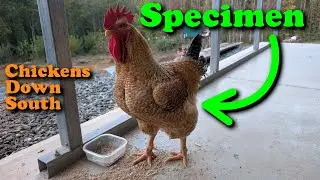 Chickens on the farm down south #chicken #rooster #chickens