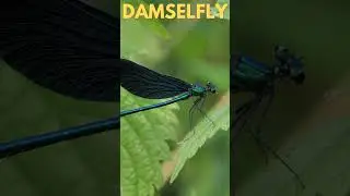 Beautiful Blue Damselfly #nature #damselfly #insects #bugs #flowers #fliesenleger #spring