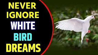 White Bird in Dream Meaning | White Bird Dream Interpretation