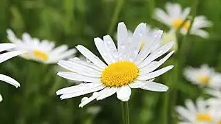 Quick 1 1/2 Minute Destressing Meditation  - Deep Slow Breathing Exercise