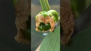 baby green bell pepper amazing!