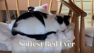 Calming Music for cats | Cat Curls Up in the Softest Bed Ever | Soft Jazz & Cozy Vibes