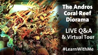 Andros Coral Reef Diorama Q&A + Hall Tour