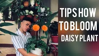 HOW TO CARE AFRICAN DAISY PLANT | HOW TO BLOOM DAISY | PAANO ALAGAAN ANG DAISY PLANT
