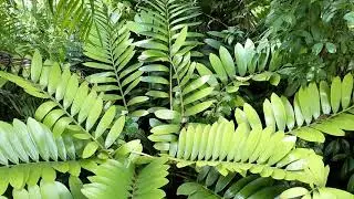 Cardboard Palm - Zamia furfuracea Cycad