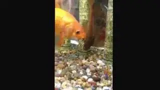 Derpy fish
