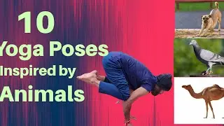 YOGA Inspired by Animals | Make yourself fit forever by imitating Animals || Yogi Shyami ||