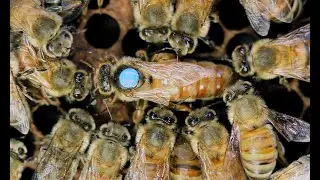 Only One Can Rule: The Queen Bee&rsquo;s Rise to Power..