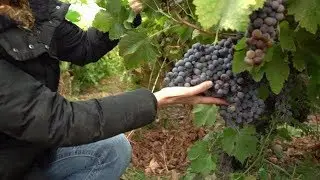 Conociendo las parras más antiguas de Chile | El Que A Chile Vino
