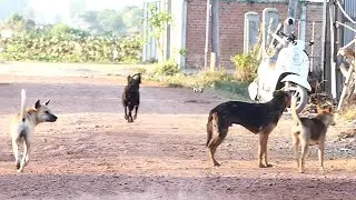 Dogs season at countryside || # 1154 Nature Show