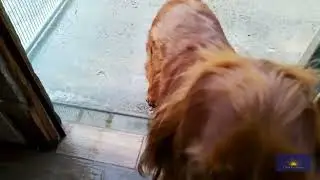 C&uacute; Eunaidh Ruadh (Gaeilig Th&iacute;r Eoghain)